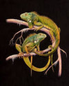 Iguana Handlers In Soi Crocodile Veggie Fest Protest