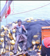 SLAVE LABOUR AND COERCION IN THAILAND’S FISHING INDUSTRY CONFIRMED BY ILO – ARC