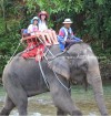 THAI ELEPHANT TERROR RIDE