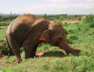 Killer elephant 'Silver' chained and isolated in a field digs its tusks into an embankment in frustration. Silver killed British tourist Andrea Taylor and seriously injured her sister and father at the NongNooch Tropical Gardens in Pattaya, Thailand.